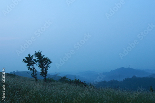 tree in fog