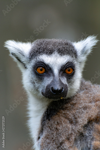 One Ring-tailed lemur, lemur catta, sitting on tree © barmalini