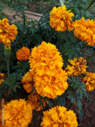 yellow flowers in the garden © JooFelipe