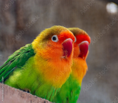 Colorful Fichers lovebirds from Tanzania, Africa © barmalini