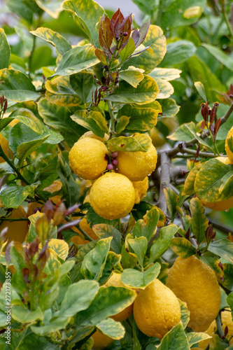 Ripe yellow lemons, tropical citrus fruits hanging on tree with water drops in rain