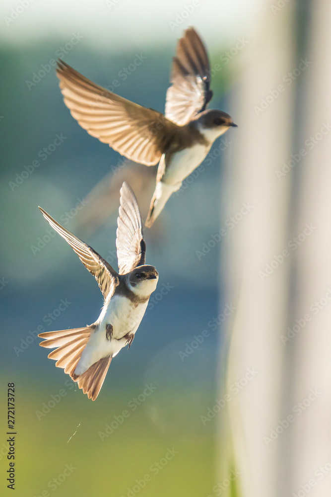 Sand martin, bank swallow Riparia riparia in flight nesting Stock Photo ...