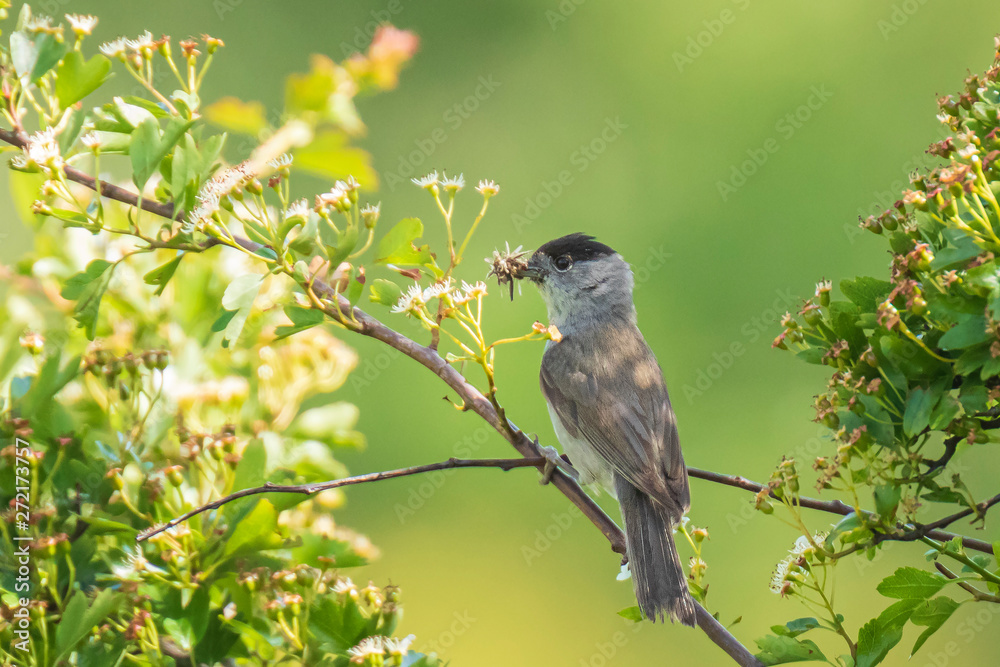 Blackbird (turdus merula) singing in a tree Blackbird (turdus merula) singing in a tree