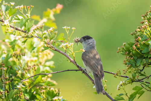 Blackbird (turdus merula) singing in a tree