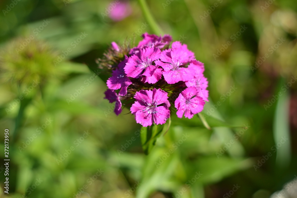 Closeup bright maroon garden carnation. Closeup bright maroon garden carnation.