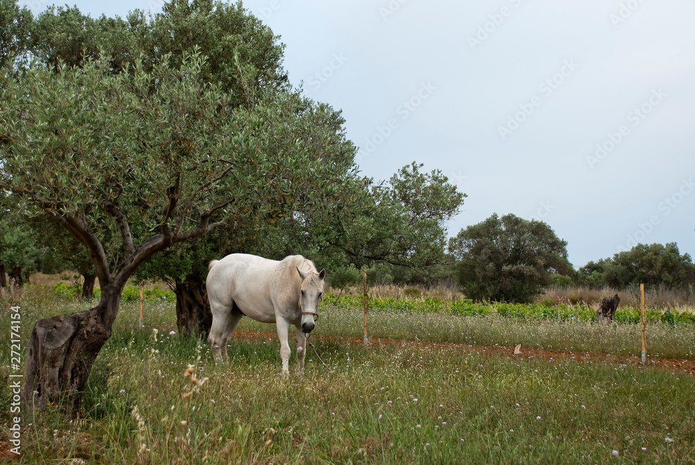A White horse at the fields of Athens. A White horse at the fields of Athens.