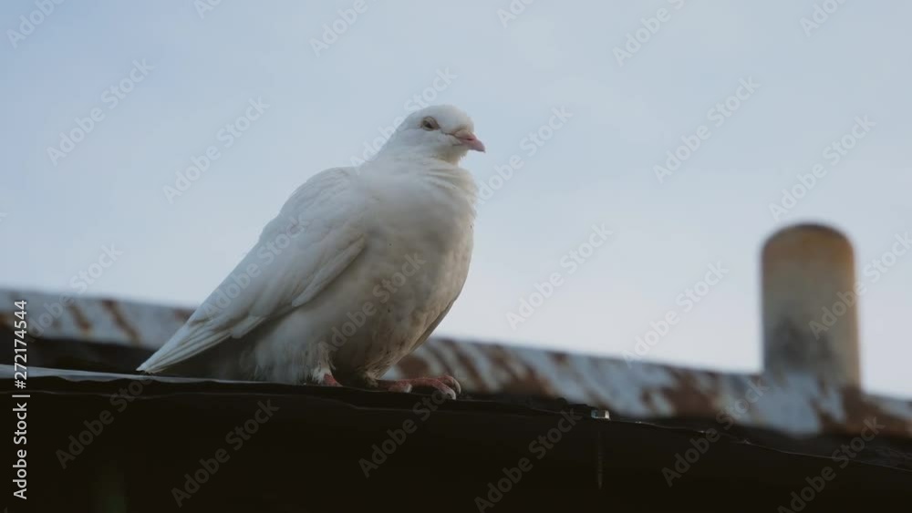 white dove sits on the roof. symbol of peace white dove sits on the roof. symbol of peace