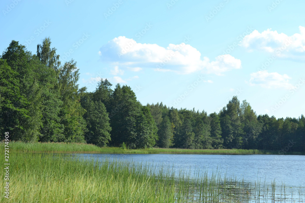 Fototapeta premium lake in forest