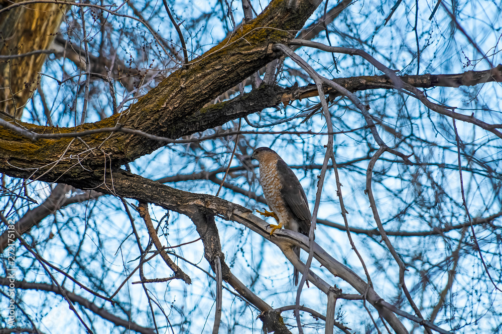 Bird perched on the leafless branch of a brown tree against bright sky Bird perched on the leafless branch of a brown tree against bright sky