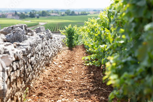 Winery fields, Burgundy, France photo