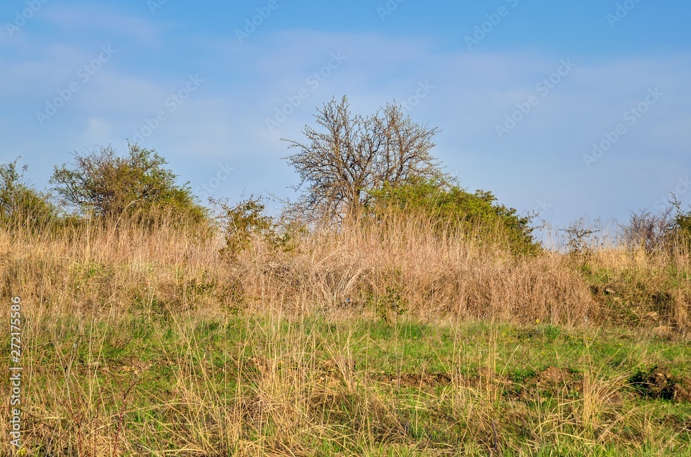 Beautiful natural spring landscape. Grass and trees in the spring scenery. Beautiful natural spring landscape. Grass and trees in the spring scenery.