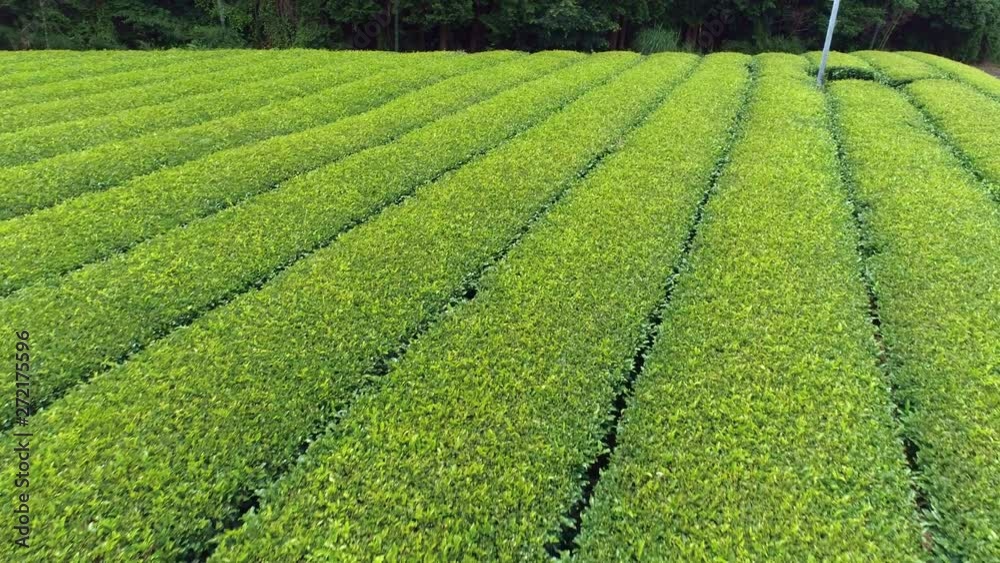 茶畑・ドローン・空撮 茶畑・ドローン・空撮