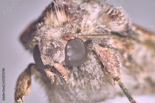 Macro photography of a clothes moth photo