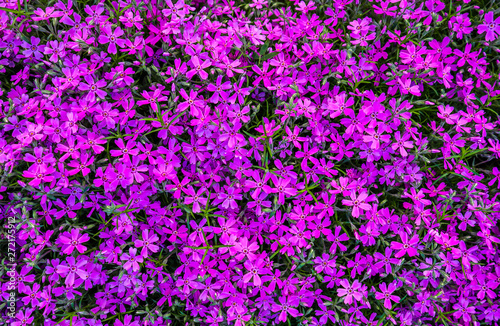 Background of purple flowers Phlox in spring