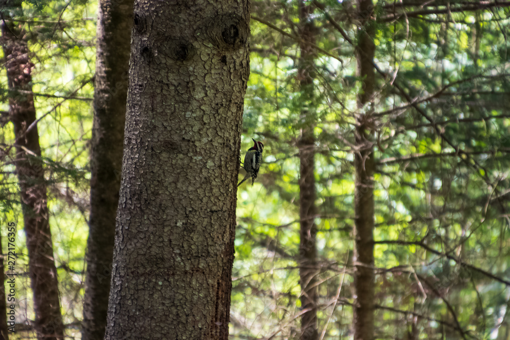 Yellow-bellied sapsucker woodpecker perched on coniferous tree