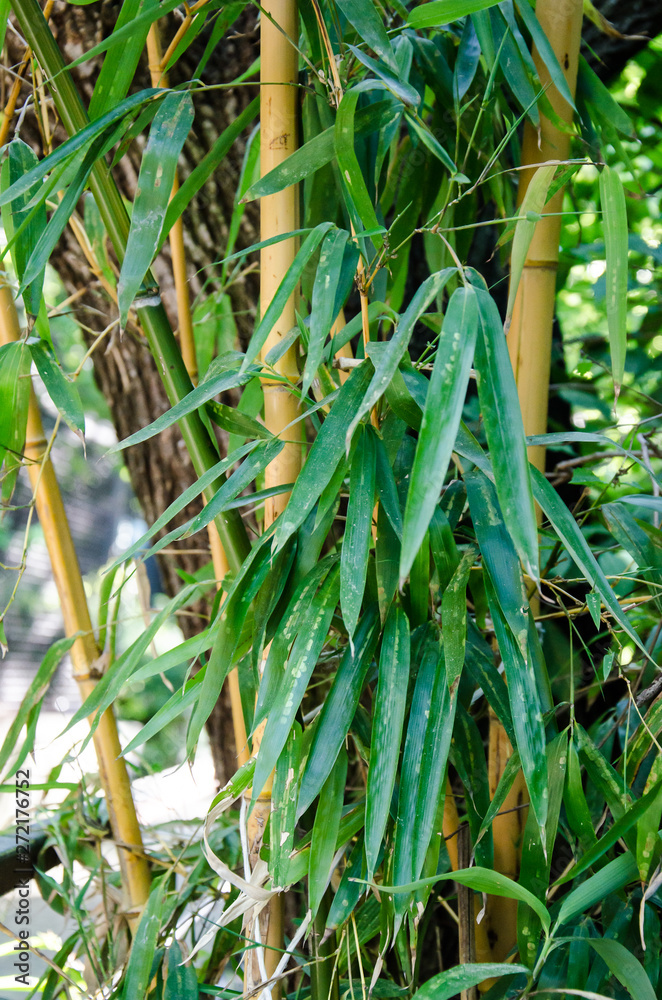 Obraz premium Bamboo leaves close-up