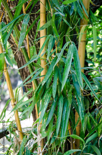 Bamboo leaves close-up