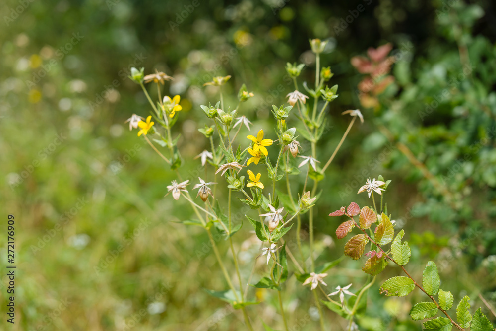 Wildflowers in the city park on a summer day Wildflowers in the city park on a summer day