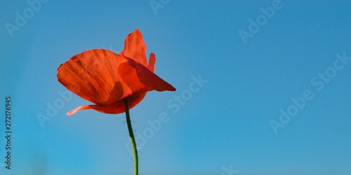 Flower poppies, red field flower