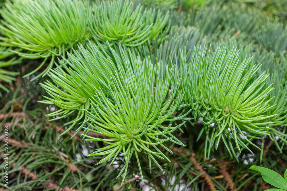 Fir tree branch. Green pine branch close-up on green natural background. Pine tree. Abstract green pattern of pine needle. Natural beauty landscape, macro photo Fir tree branch. Green pine branch close-up on green natural background. Pine tree. Abstract green pattern of pine needle. Natural beauty landscape, macro photo
