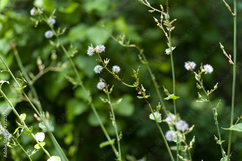 Wildflowers in the city park on a summer day Wildflowers in the city park on a summer day