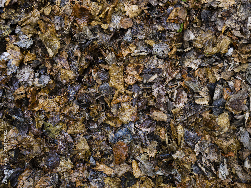 Autumn leaf fall and foliage after rain in a city park. Wet textured leaves. Romantic background. Gray brown background.