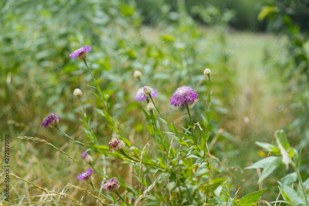 Meadow flowers in a city park on a sunny June day Meadow flowers in a city park on a sunny June day