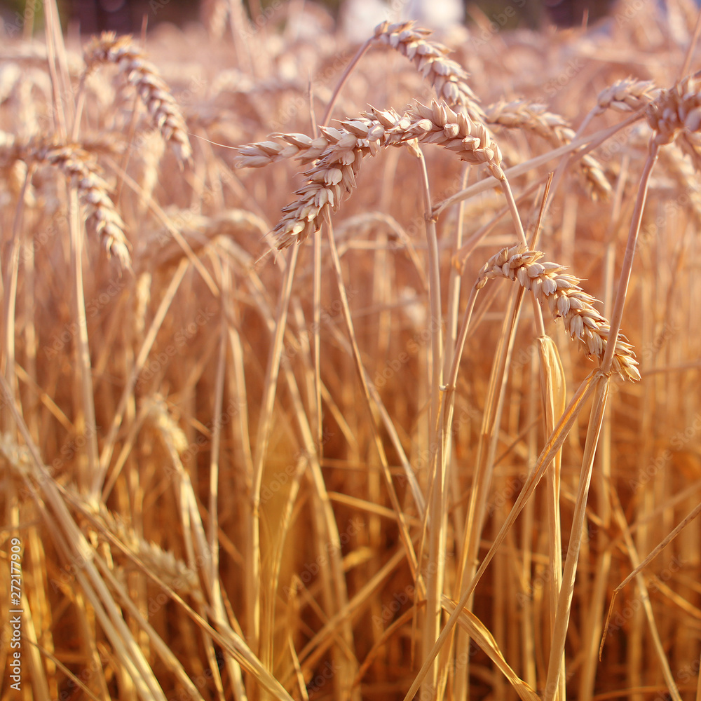 Obraz premium golden ripe wheat ears on a field close-up, horizontal