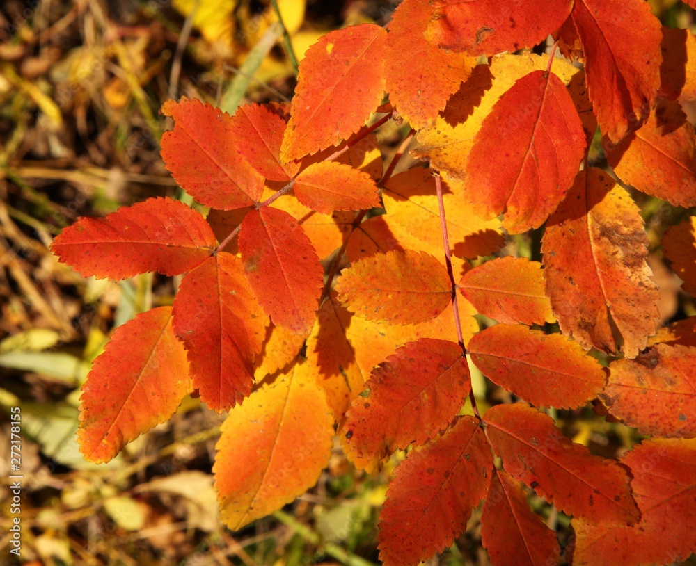 Orange & yellow autumn leaves in Beartooth Mountains, Montana