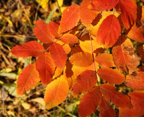 Orange & yellow autumn leaves in Beartooth Mountains, Montana