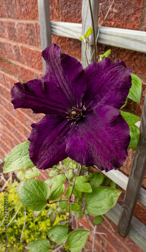 Clematis Rasputin against a trellis photo