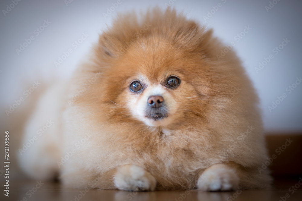 Fototapeta premium Spitz or Pomeranian breed dog