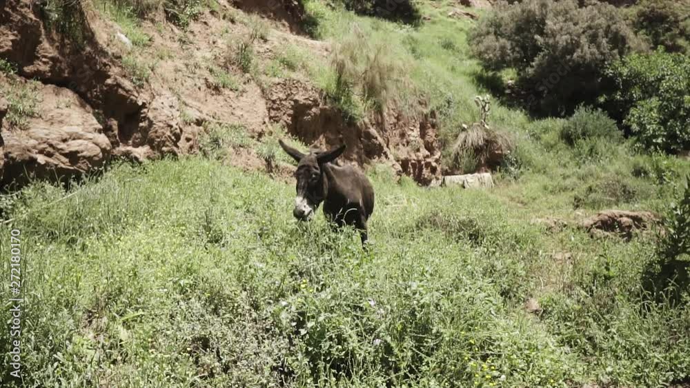 Donkey eating grass on the field in the jungle of Africa | SLOW MOTION Donkey eating grass on the field in the jungle of Africa | SLOW MOTION