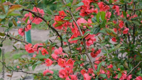 Blooming red flowers of quince.