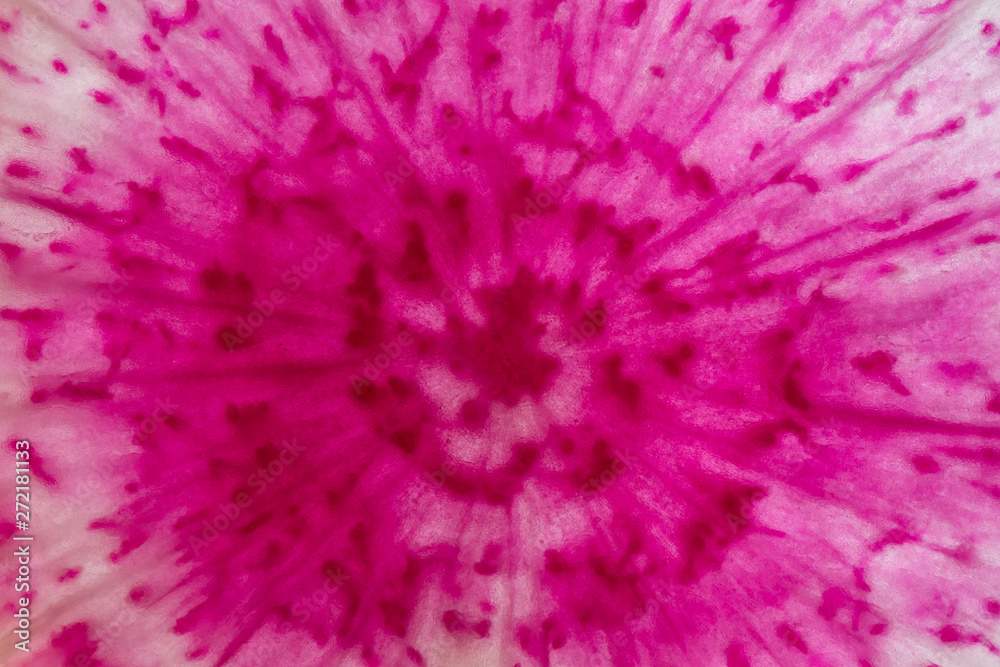 Fototapeta premium Abstract of Watermelon Radish Slice
