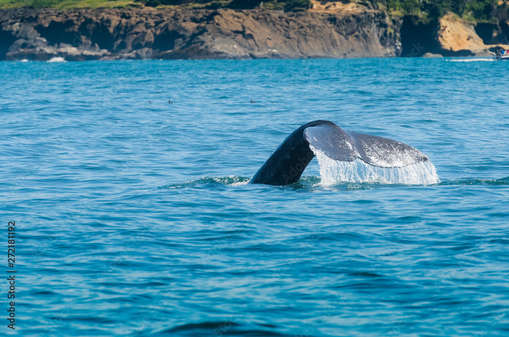 Fototapeta premium Water Drips off Whale Tail
