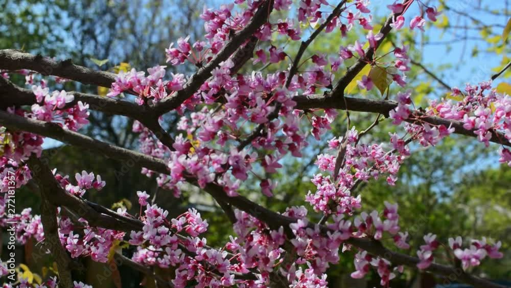 Pink flowers of Cercis tree in the garden in spring. Pink flowers of Cercis tree in the garden in spring.