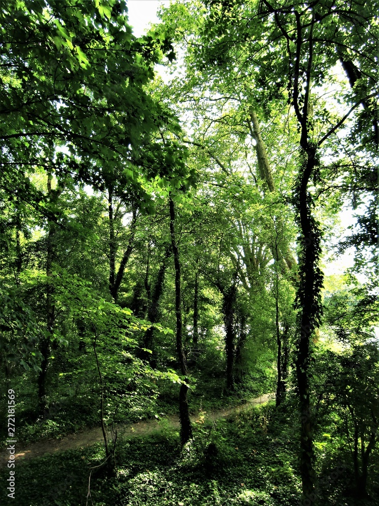 Fototapeta premium Paysages. Arbres