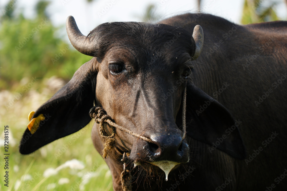 indian black beef with ear stud on grass field indian black beef with ear stud on grass field