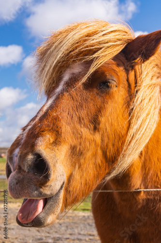 Icelandic horse funny
