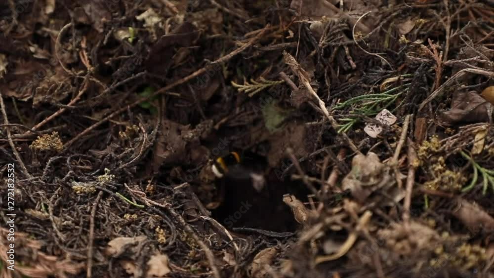 Bumble bee entering ground nest in slow motion Bumble bee entering ground nest in slow motion