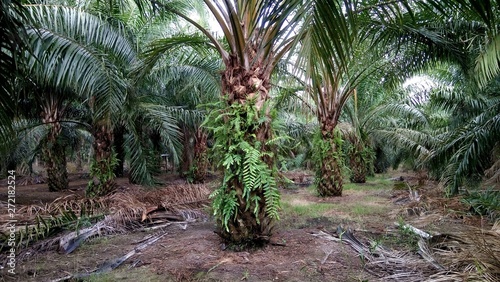 Fototapeta Naklejka Na Ścianę i Meble -  palm oil plantation