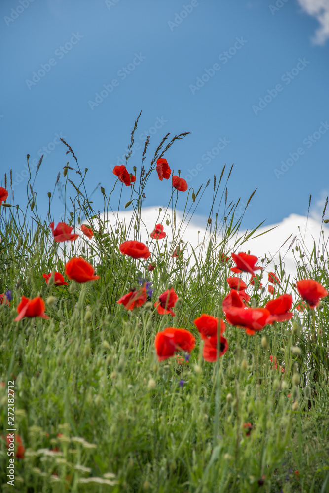 Fototapeta premium landscape with poppies in the field in Bistrita,Romania ,June,2019