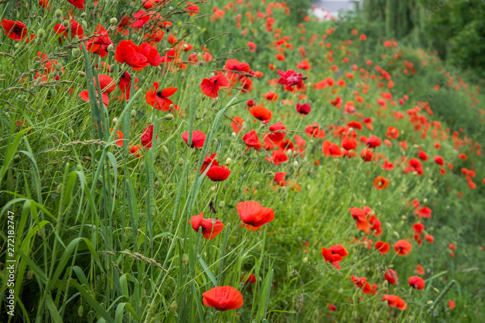 landscape with poppies in the field in Bistrita,Romania ,June,2019