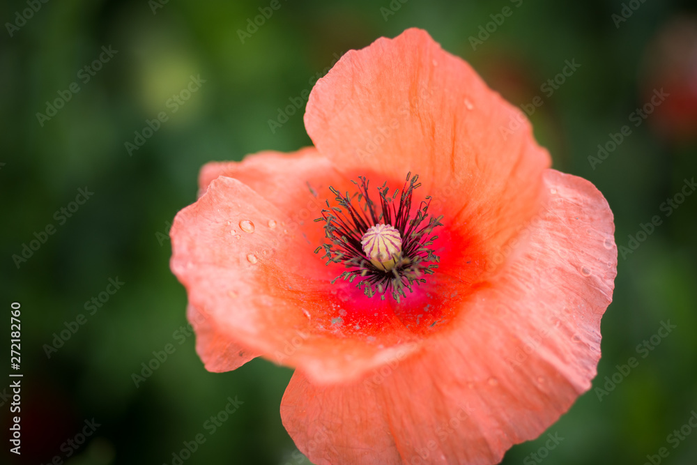 landscape with poppies in the field in Bistrita,Romania ,June,2019 landscape with poppies in the field in Bistrita,Romania ,June,2019