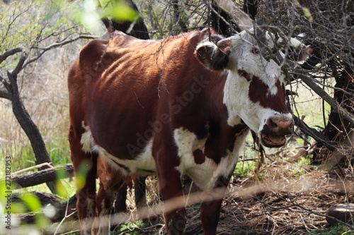 cow in field