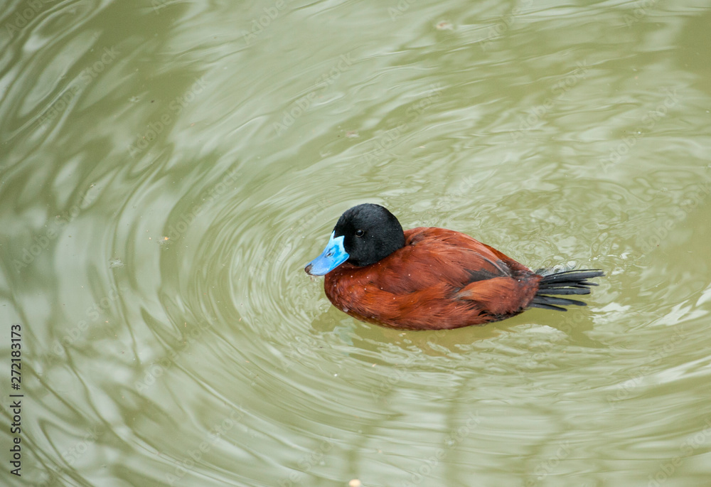 What Is Ruddy Ruddy Duck (Oxyura jamaicernsis) Th Ruddy Duck is a common diving duck ...