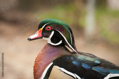 xWood Duck (Aix sponsa) rests on a wooden rail at the Sylvan Heights Bird Center in Scotland Neck, NC