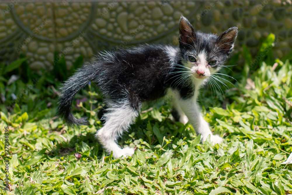 A small cute black and white kitten walking on the green grass near the house and turns around.