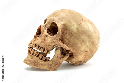 Front view of Skull on white background